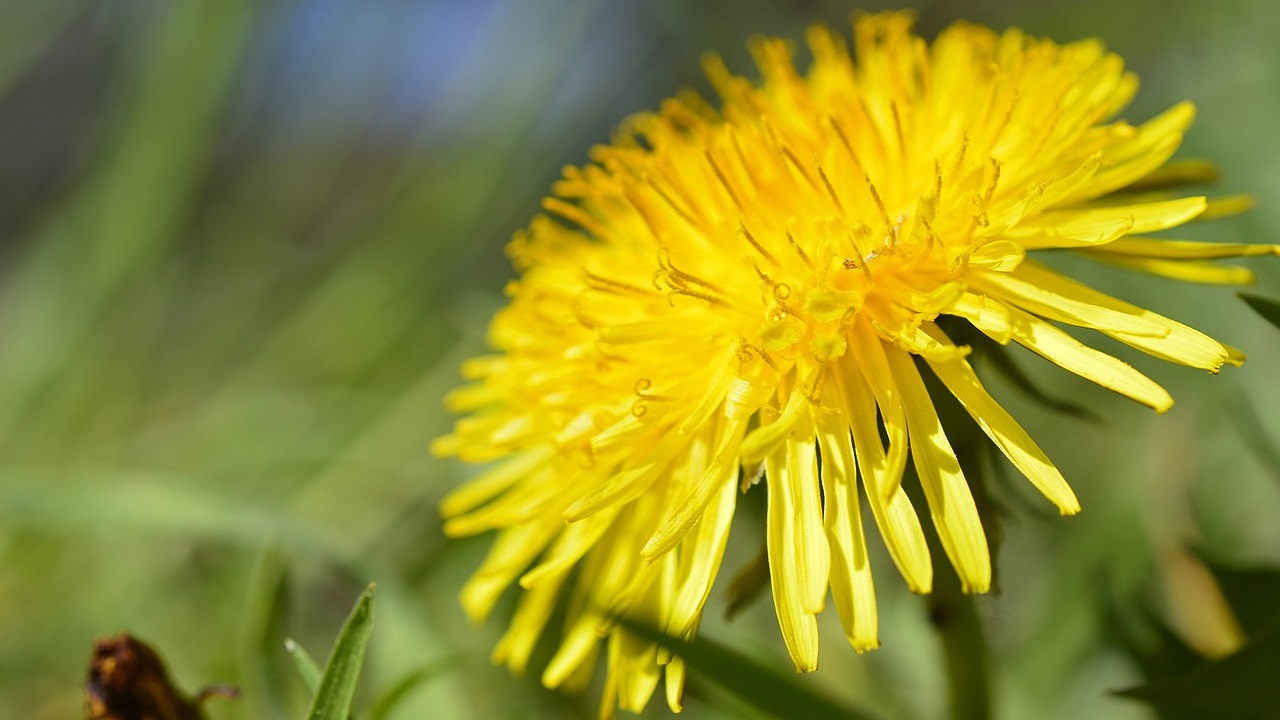 fiore tarassaco