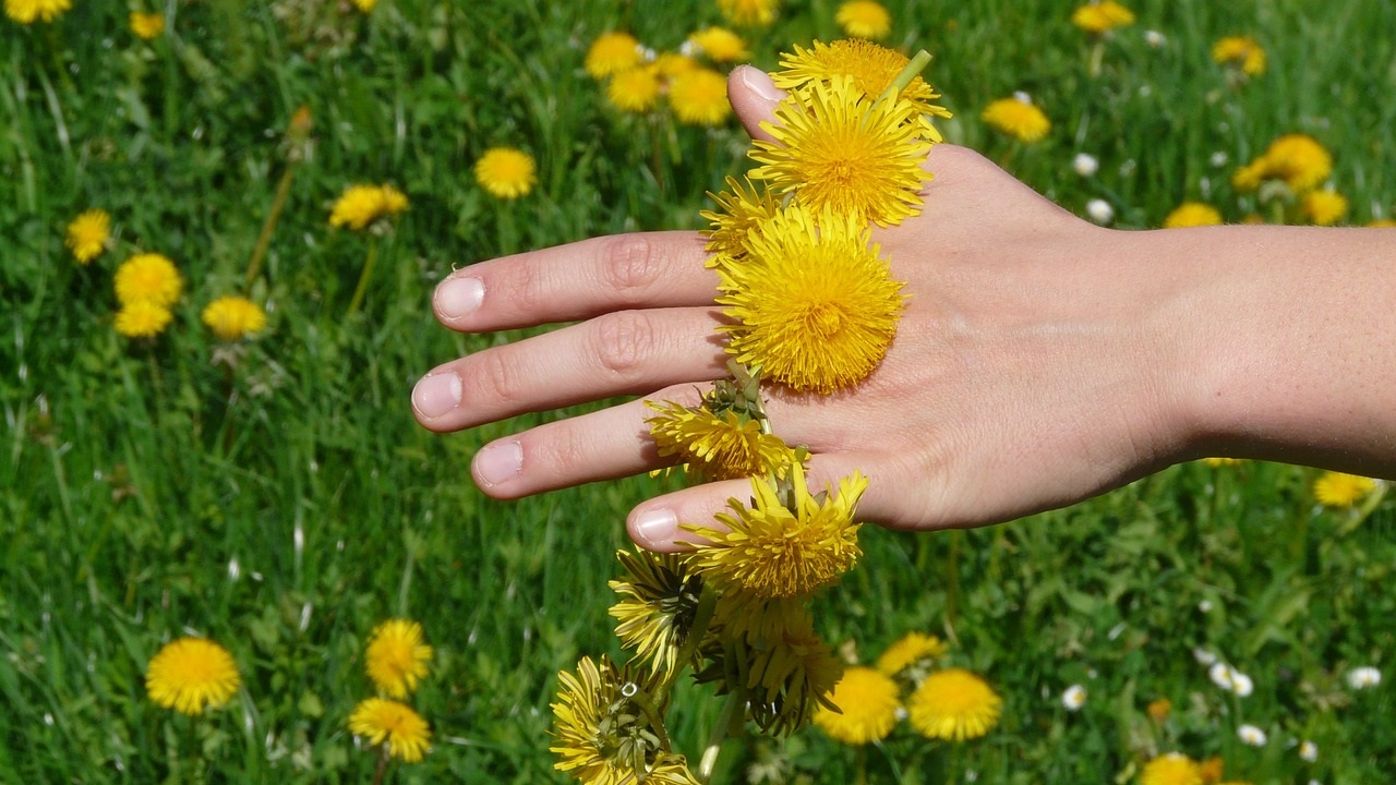 tarassaco giallo