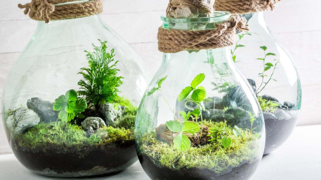 Terrarium