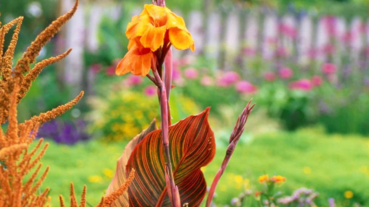 Canna indica tropicanna