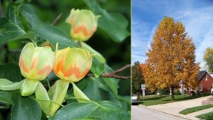 Liriodendron tulipifera: caratteristiche e coltivazione dell’albero dei tulipani