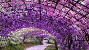 Wisteria tunnel: l’arco giapponese con la cascata di glicine