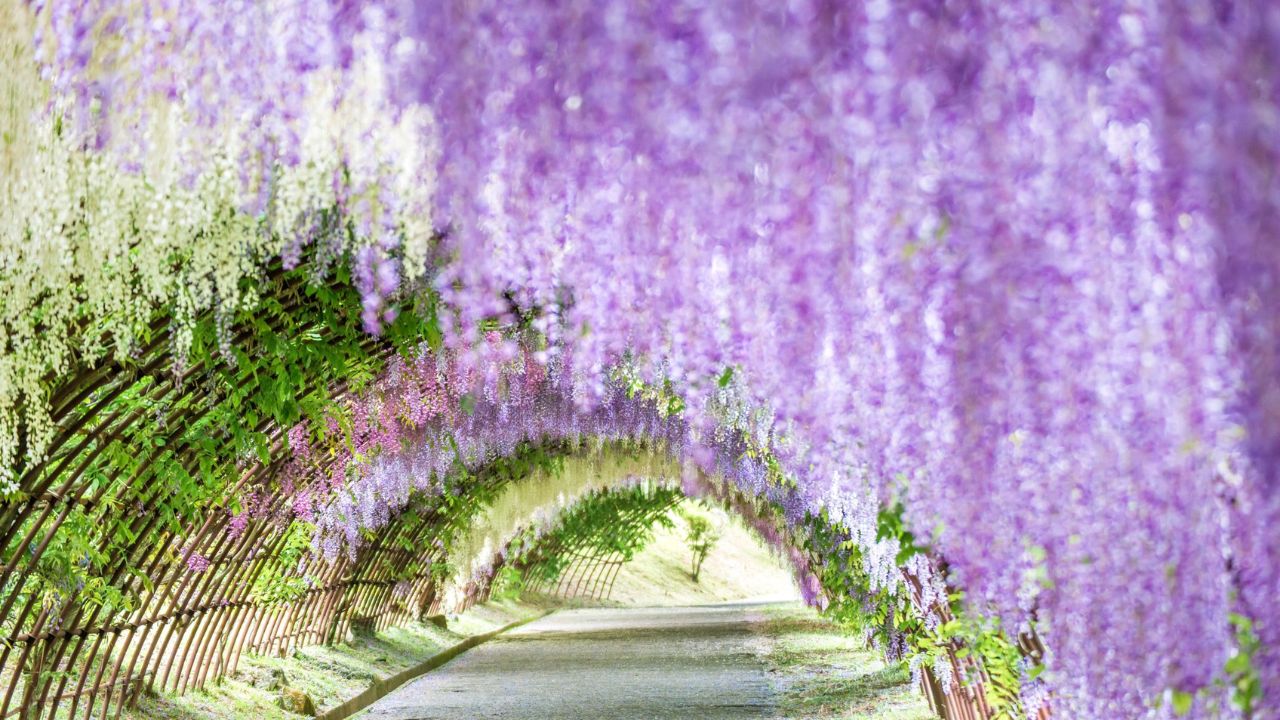 Wisteria tunnel