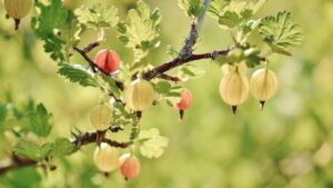 Uva spina: tutto quello che volevi sapere su questo dolce frutto di bosco