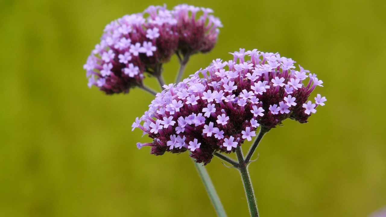 verbena fiore