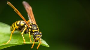 Vespe in giardino o balcone: ecco come le piante ci vengono in aiuto per allontanarle senza sterminarle