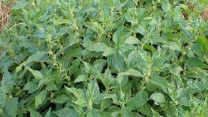 Vetriola: tutto quello che volevi sapere sulla pianta aromatica nota come Parietaria officinalis