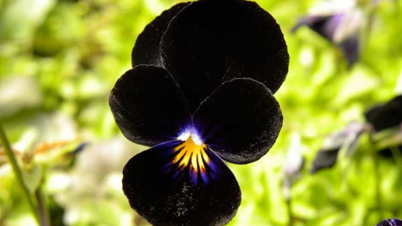 Viola cornuta bowles black