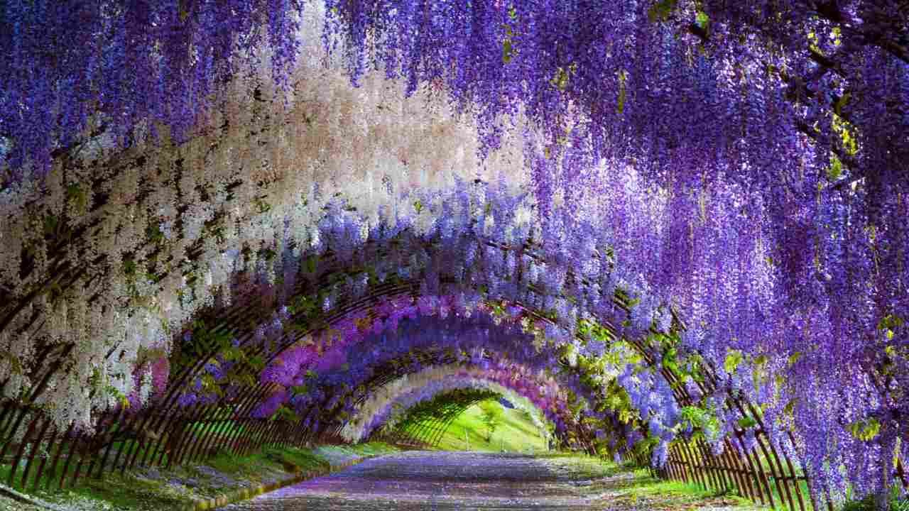 Wisteria tunnel