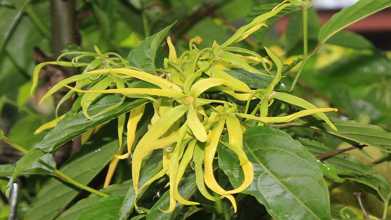 ylang ylang fiore