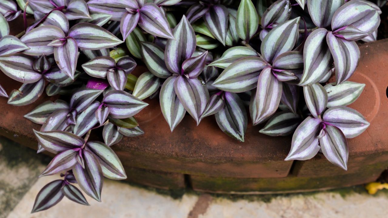 Tradescantia zebrina