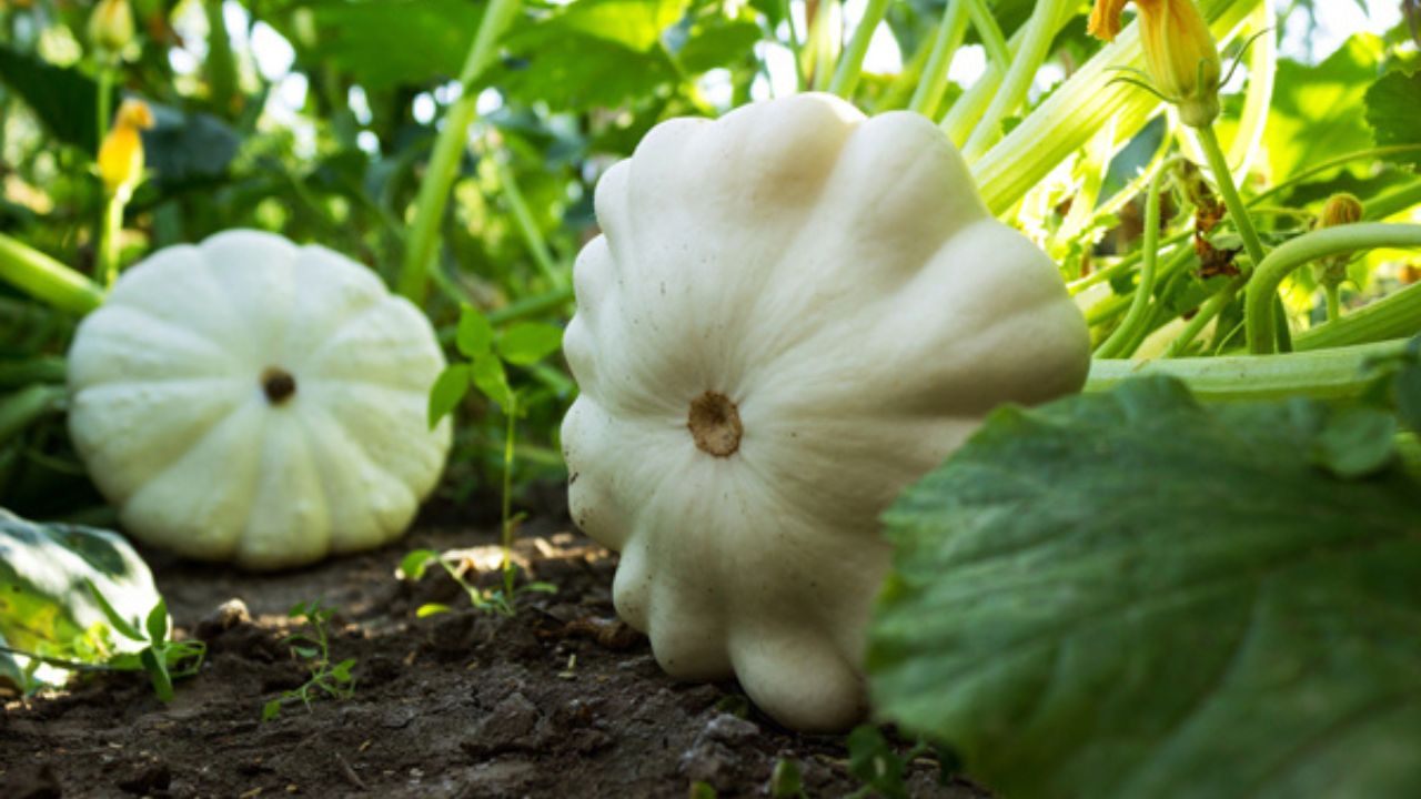 early white scallop squash