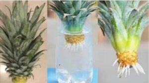 Guida semplice per coltivare l’ananas in acqua nella propria casa