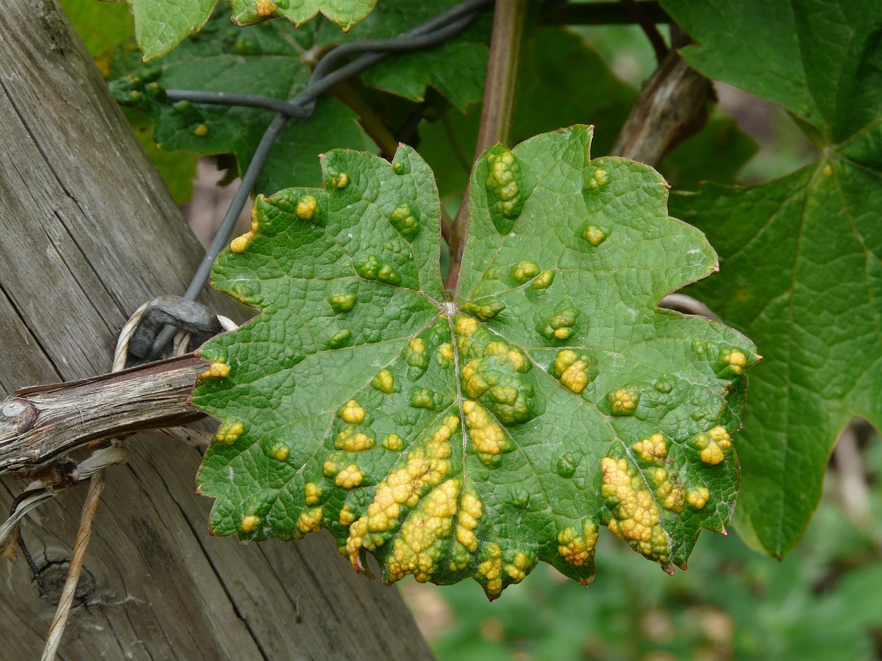 Pianta infestata