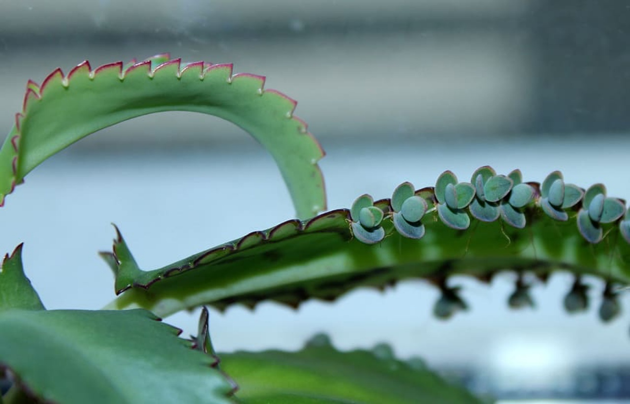 foglie di Kalanchoe daigremontiana