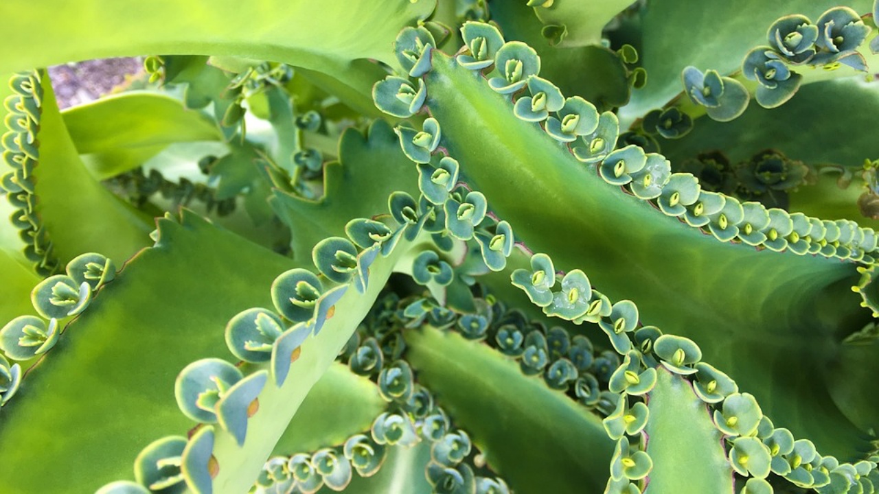 Kalanchoe daigremontiana