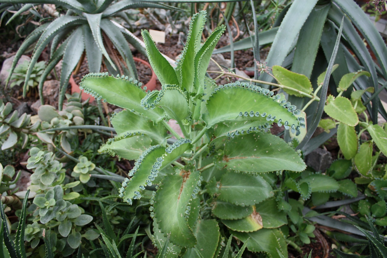 piantina di Kalanchoe Daigremontiana