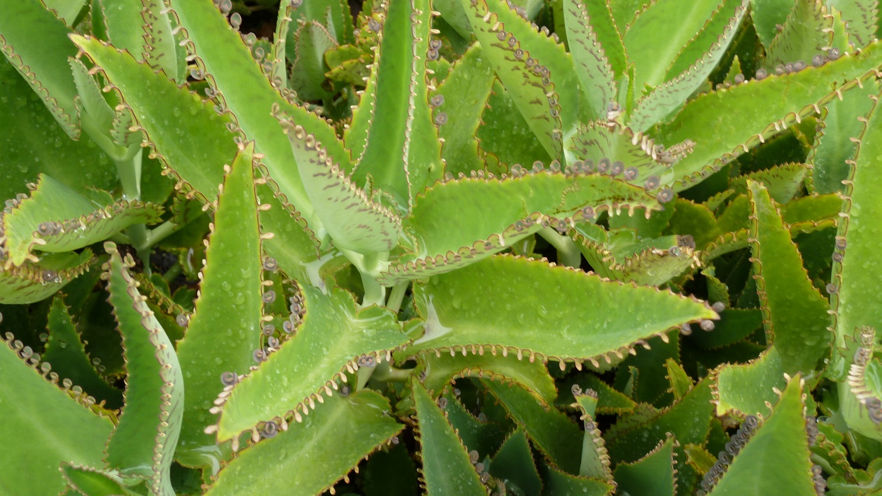 pianta succulenta