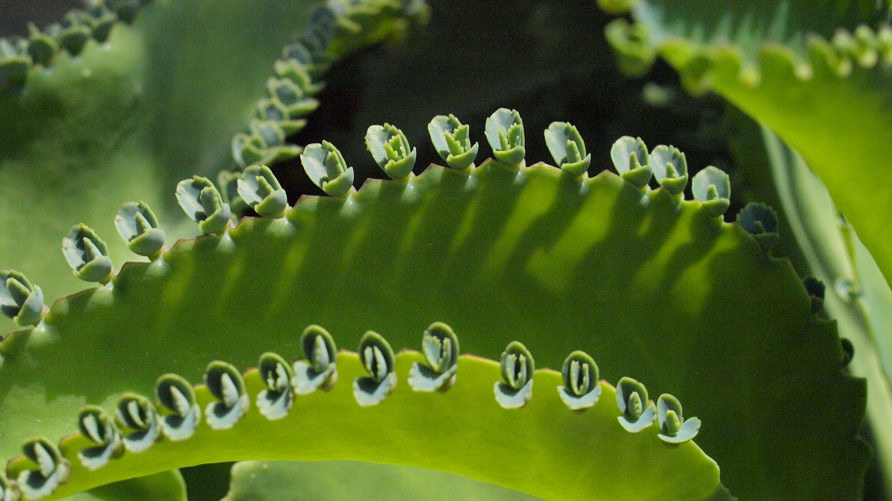 Kalanchoe Daigremontiana