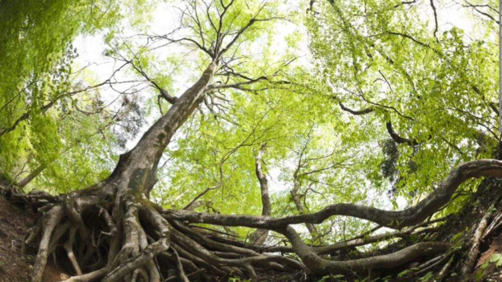 alberi in natura