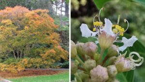 Oggi vi presentiamo la Lagerstroemia subcostata, una pianta che sfoggia meravigliosi fiori variopinti