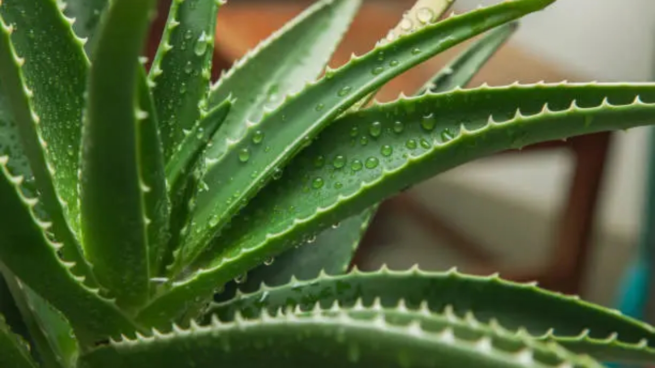 aloe vera in vaso