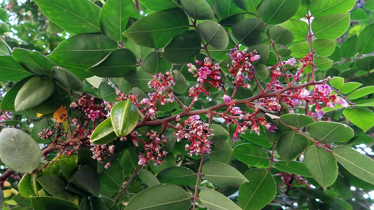 carambola pianta