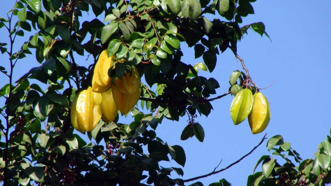 carambola pianta e frutto