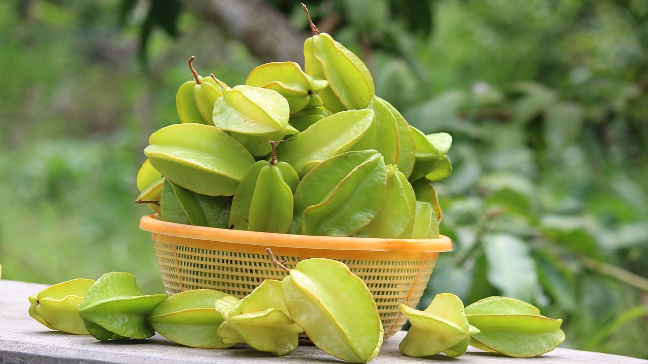 carambola pianta