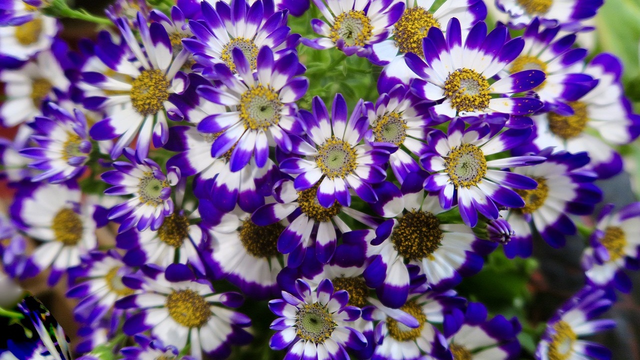 cineraria blu e bianca