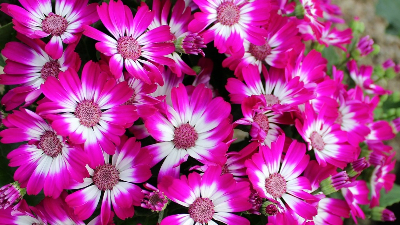 cineraria bicolore