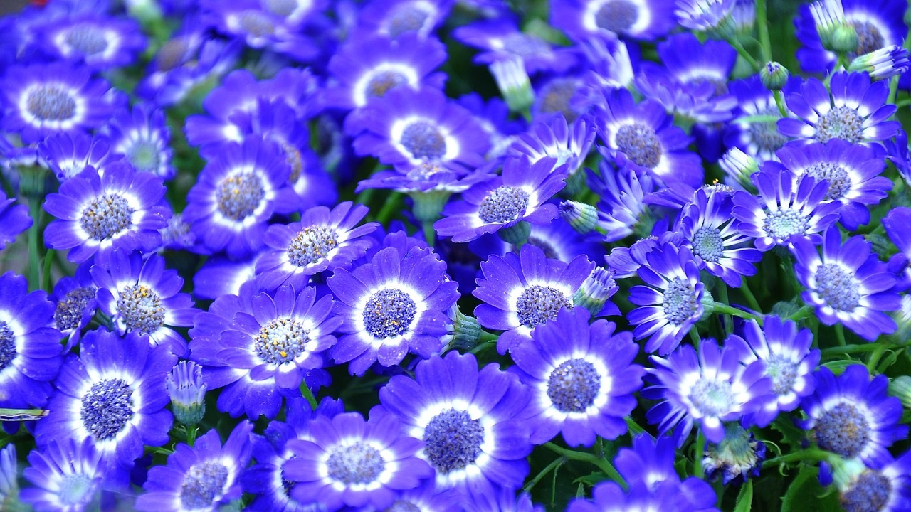 cineraria blu