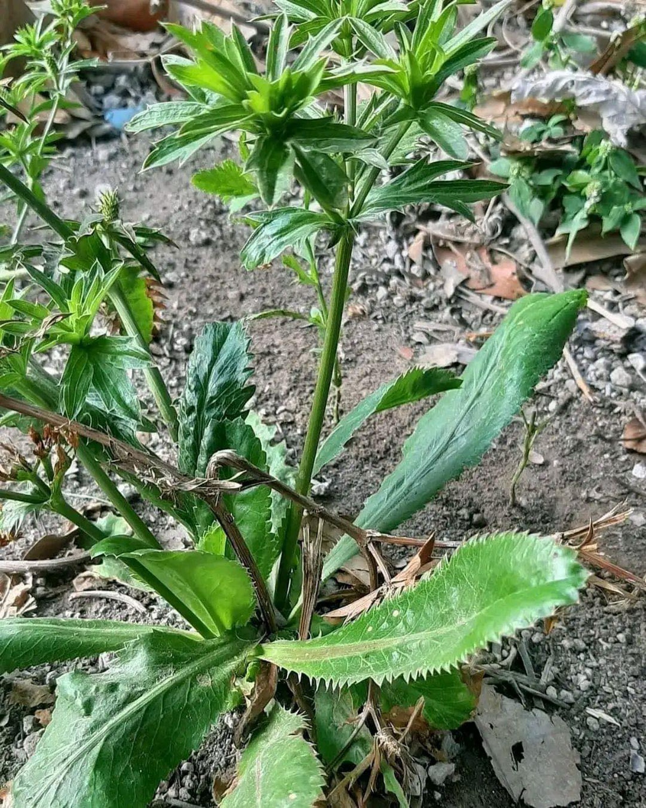 coriandolo pianta