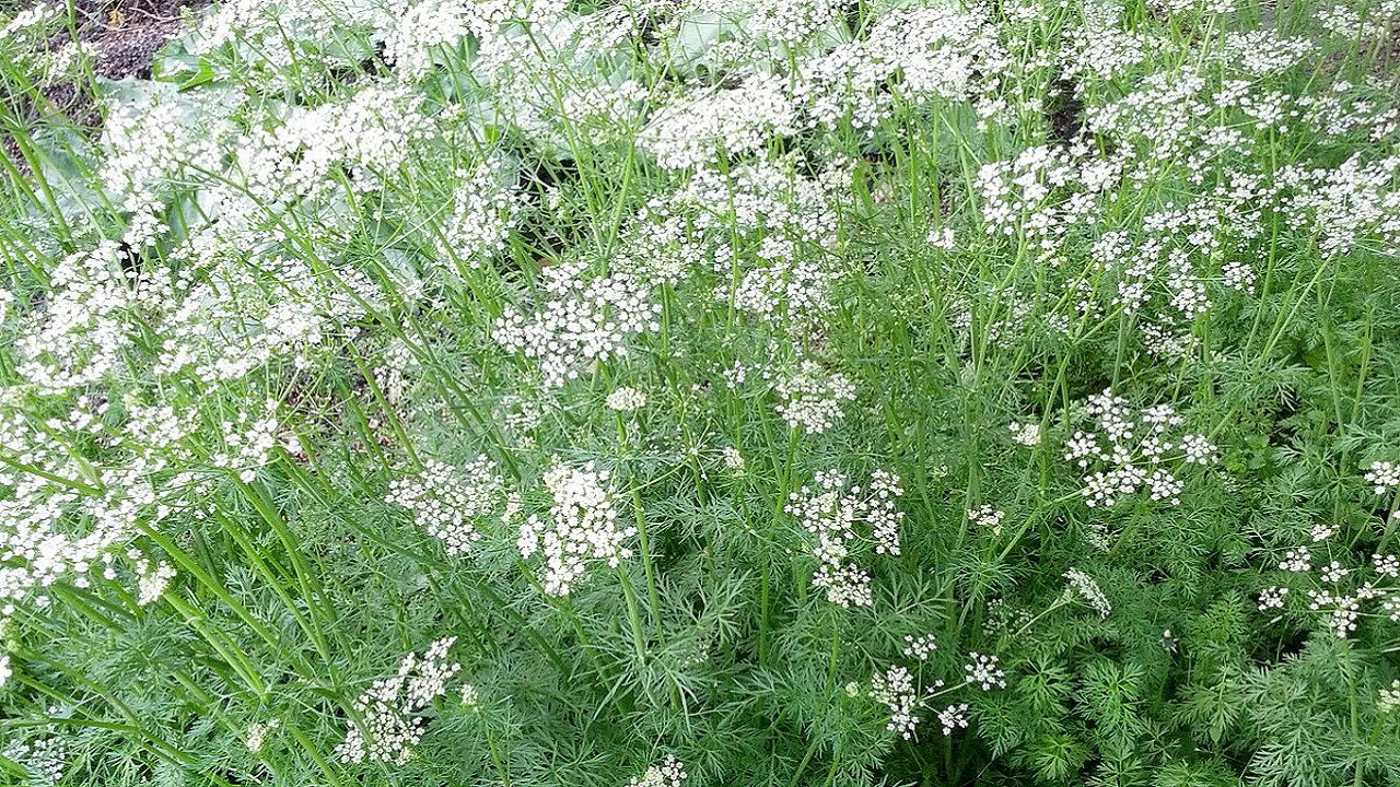 cumino fiori