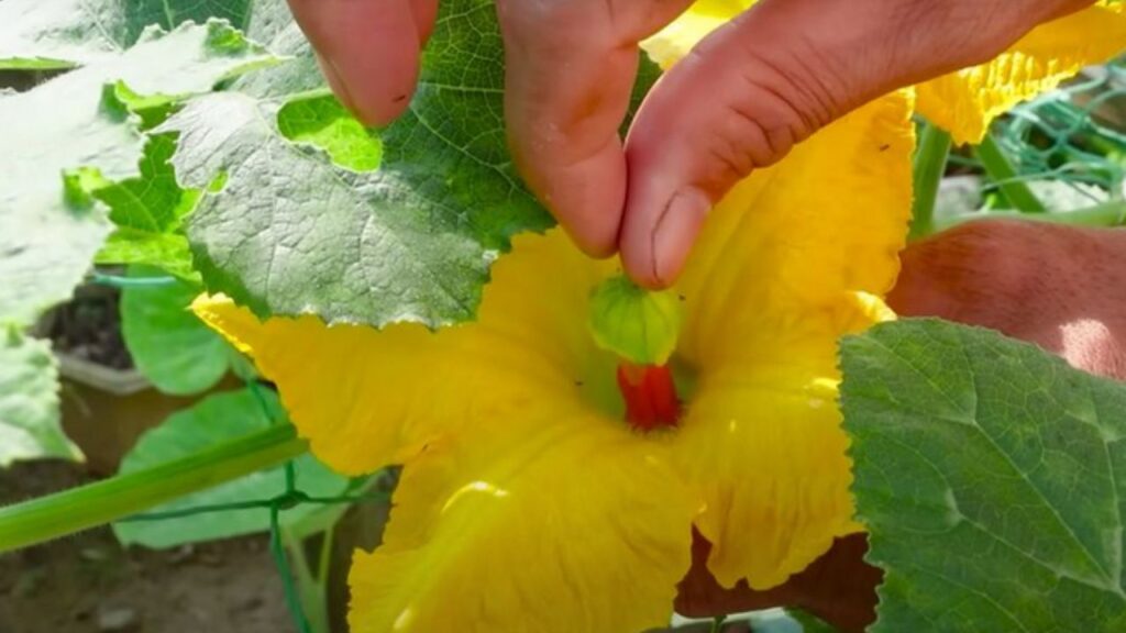 fiore di zucca