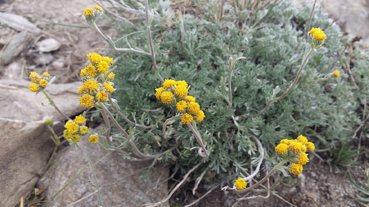 genepy e fiori artemisia