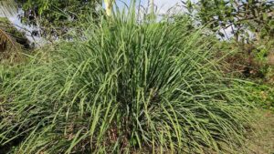 Lemongrass: tutto quello che volevi sapere sull’uso della citronella (anche in cucina)