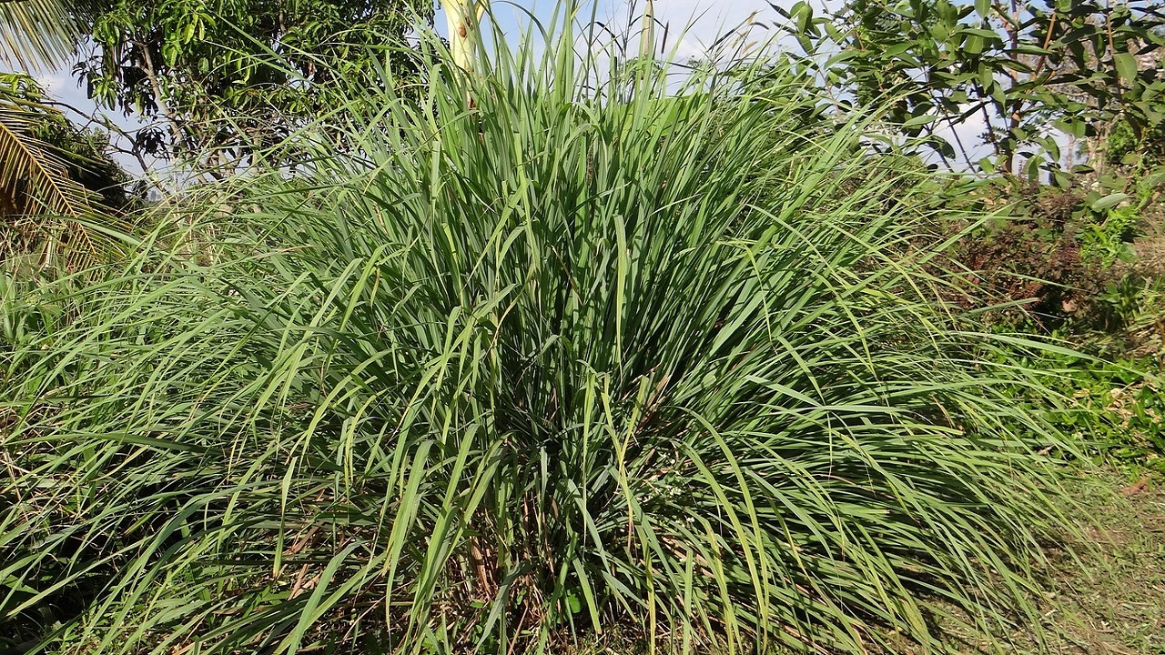 lemongrass o citronella