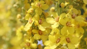 Mullein: tutto quello che volevi sapere sulla pianta aromatica nota come Verbasco