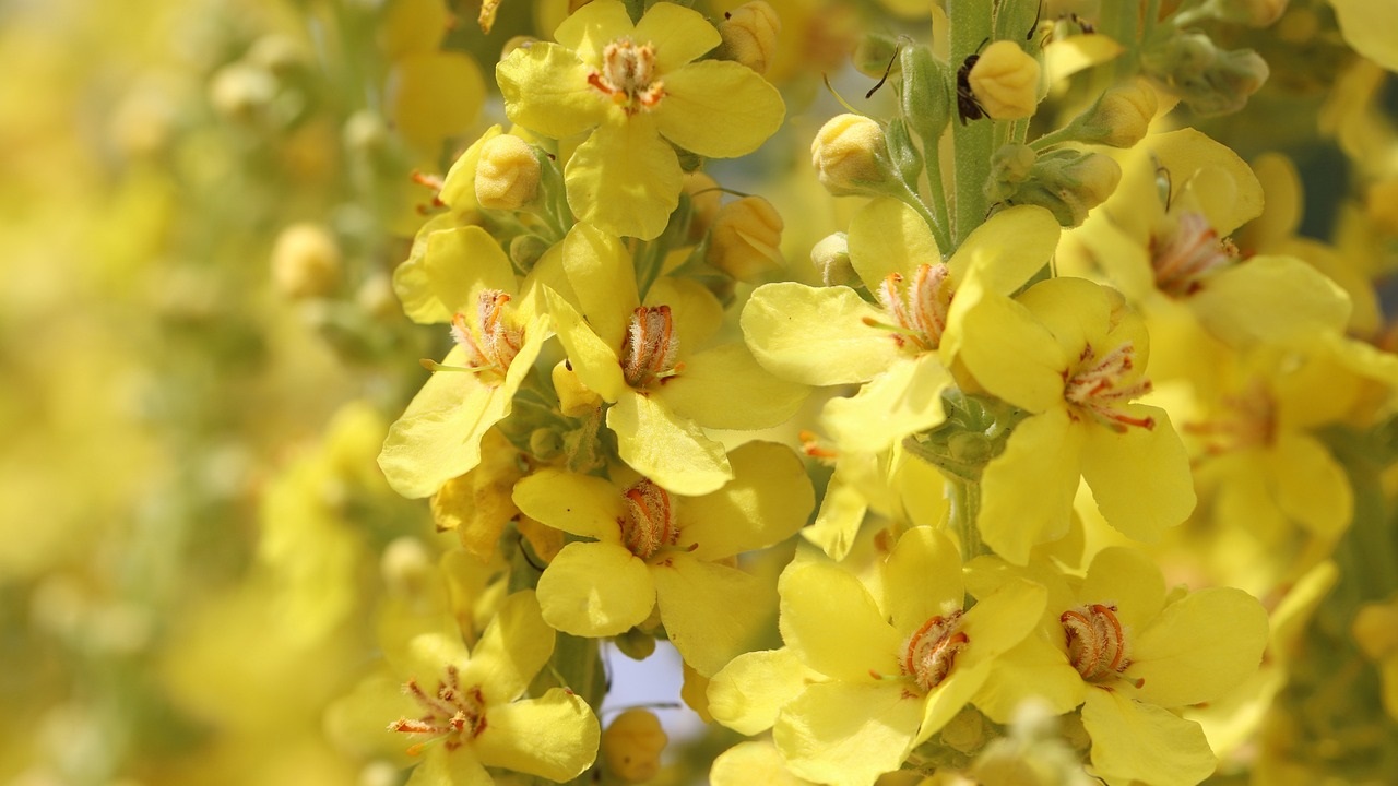 verbasco mullein