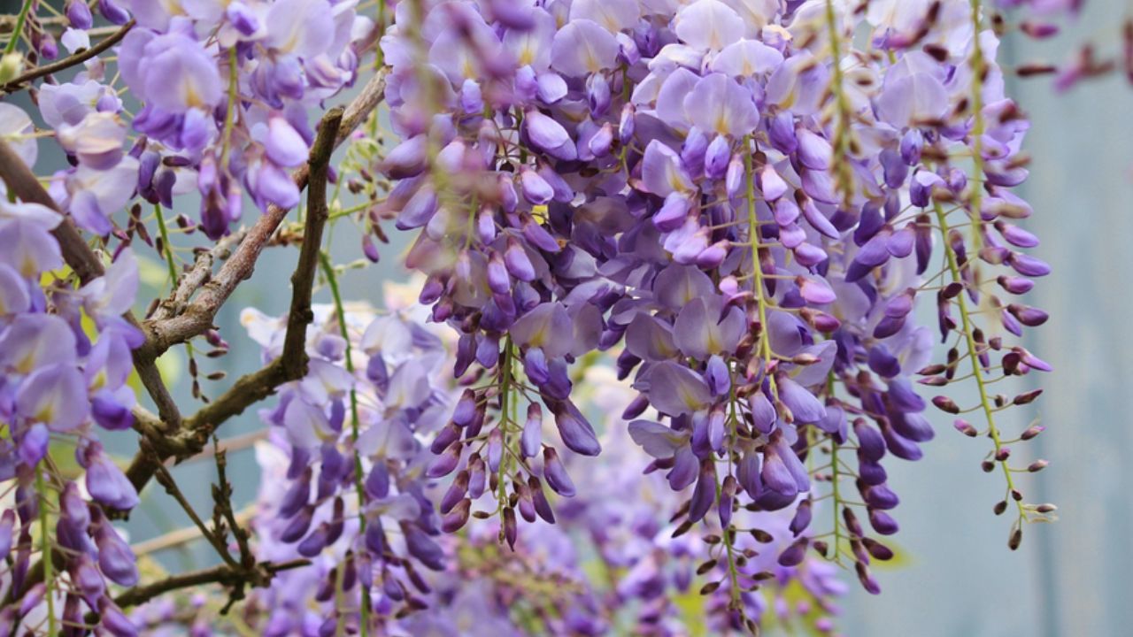 fiori con piccoli petali viola