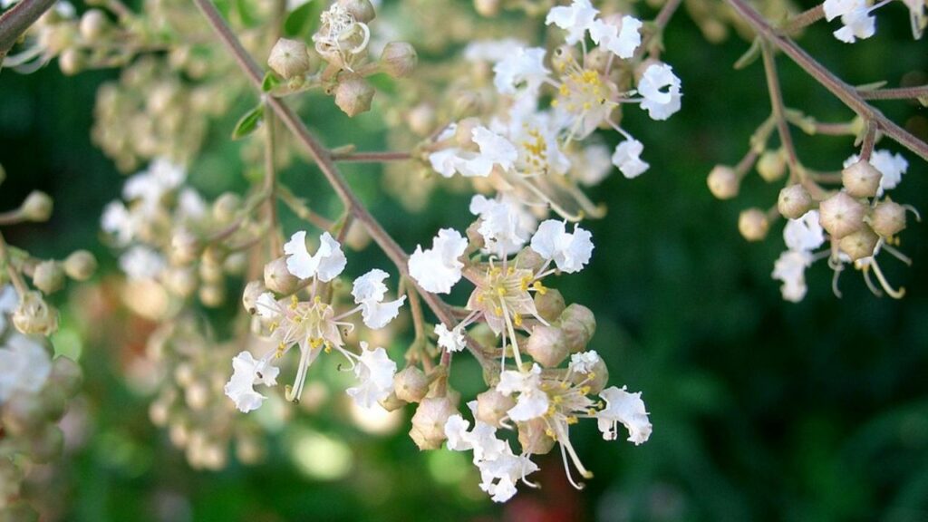 fiori bianchi