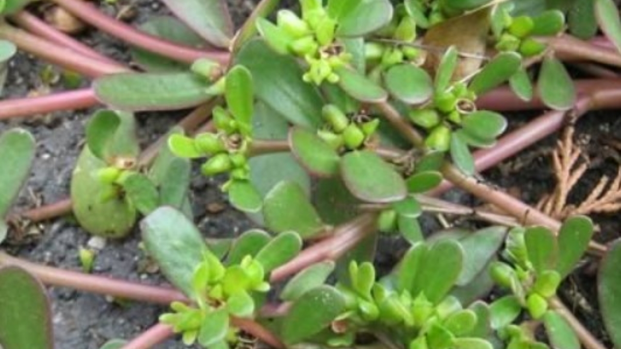 portulaca e boccioli