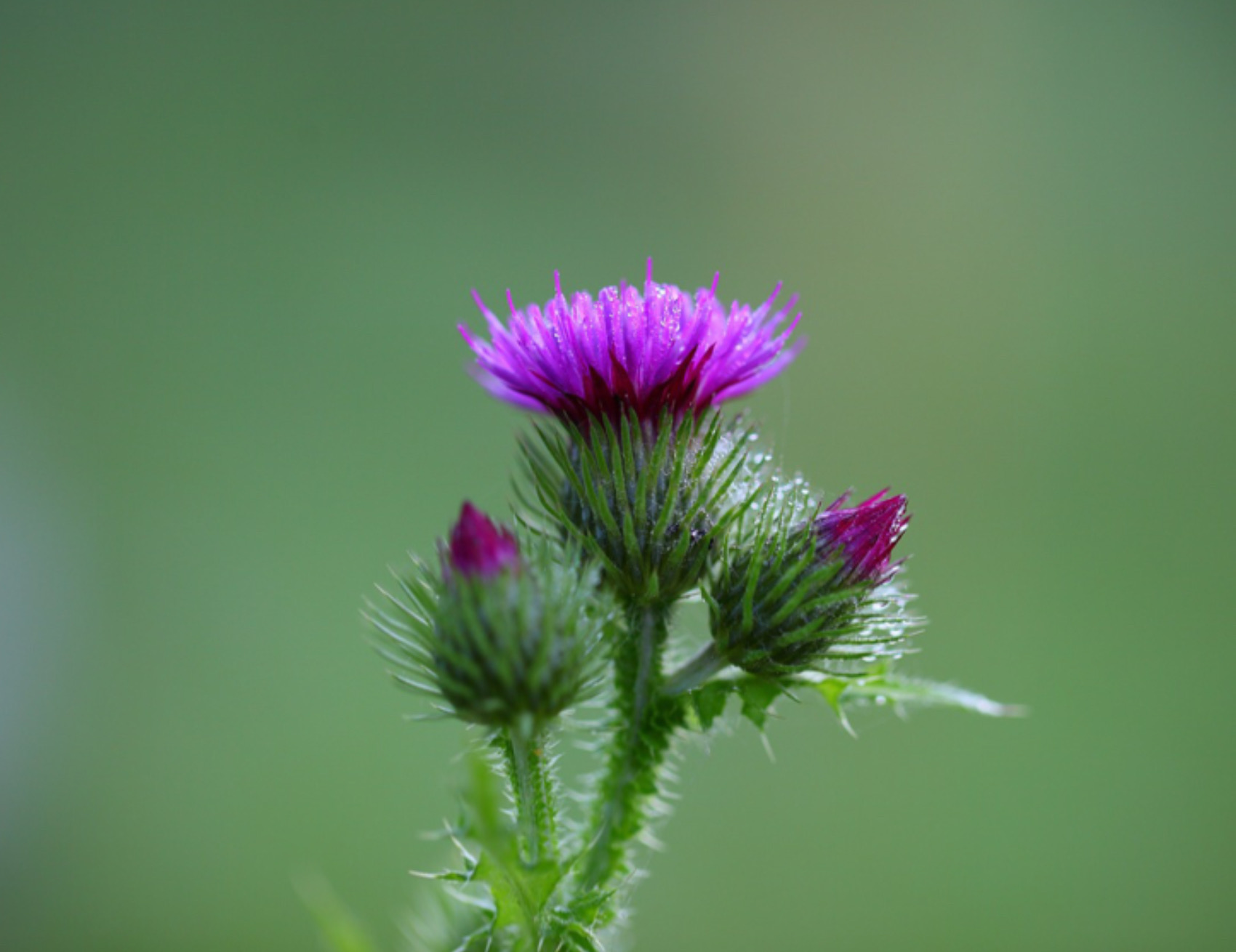 Pianta in fiore