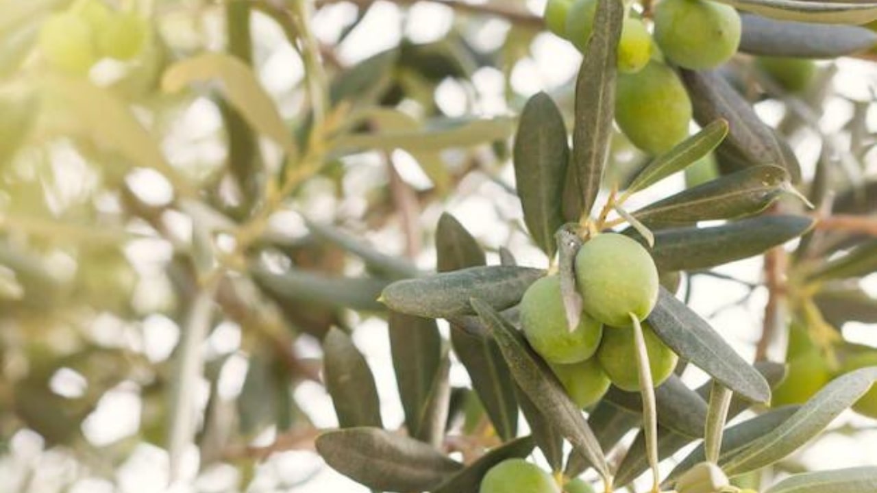 Come curare una pianta di ulivo
