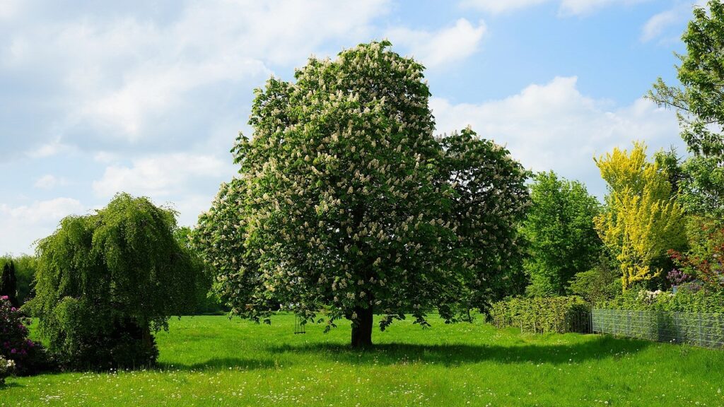 albero castagno prato