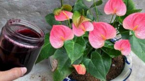 La pianta di anthurium produrrà molti fiori grazie a questa acqua