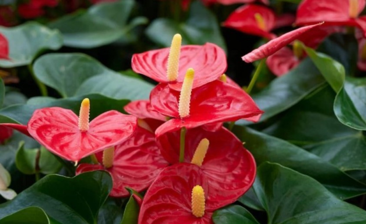 anthurium rifiorito