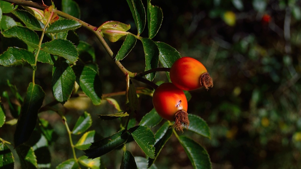 bacche goji pianta