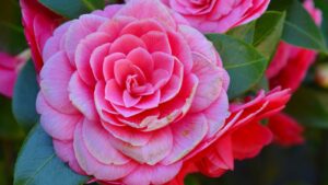 Camelia: miti e leggende sul fiore che simboleggia la bellezza perfetta